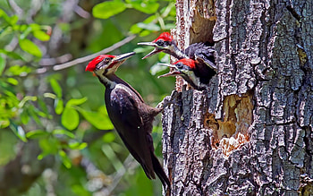 Woodpecker , beauty, Nature's art, background HD wallpaper