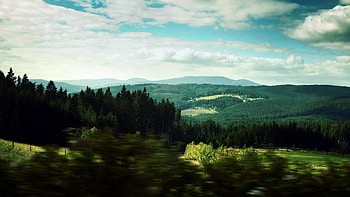 Landscape, Nature, Trees, Forest, Blur HD wallpaper