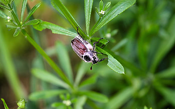 Grass, Summer, Macro, Shine, Light, Greens, Bug, Beetle HD wallpaper