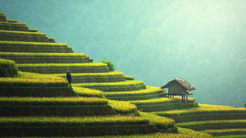 Rice terraces, Chinese landscapes, Nature's masterpiece, Tranquil beauty HD wallpaper