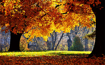 autumn forest, autumn, leaves, forest, amber HD wallpaper