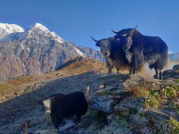 Yaks, Fascinating facts, Nature's curiosity, A world unknown HD wallpaper