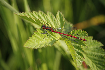 Leaves, Macro, Insect, Dragonfly HD wallpaper