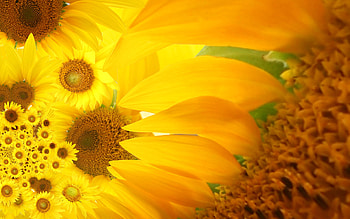 Yellow life, nature, sunflower, yellow, flower HD wallpaper