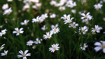 Plants, Flowers HD wallpaper