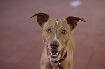 Animals, Dog, Muzzle, Beagle, Hound HD wallpaper