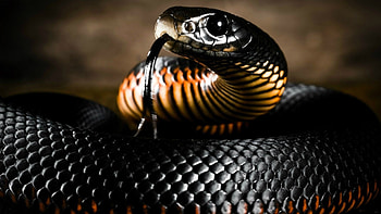 Venomous serpent, Deadly predator, Forest dwelling, Mysterious creature HD wallpaper