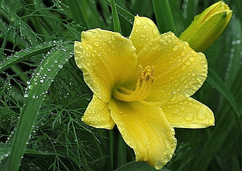 yellow lily, dew, yellow, lily, flower HD wallpaper