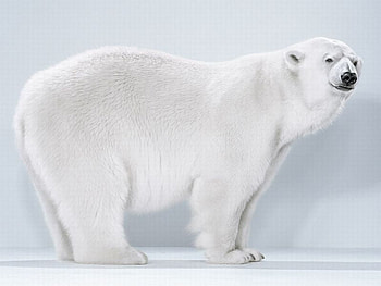 Polar Bear, white, bear, , polar, cool HD wallpaper