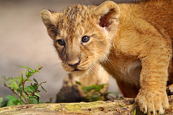 Animals, Young, Lion, Predator, Joey, Curiosity, Lion Cub, Step HD wallpaper