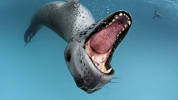 Animals, Water, To Fall, Mouth, Teeth, Language, Tongue, Sea Leopard HD wallpaper