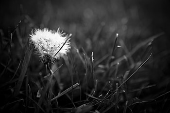 Grass, Macro, Dark, Bw, Chb, Dandelion, Fuzz, Fluff HD wallpaper