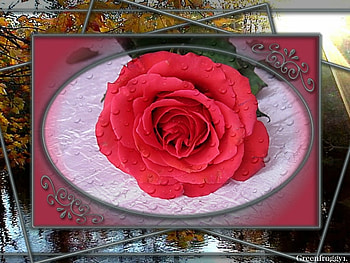 THE ROSE, PRETTY, ROSE, FRAMED HD wallpaper