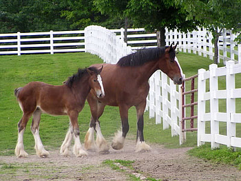 Clydesdales, horses, clydesdale, mom, colt HD wallpaper