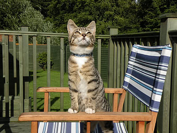Do You See That Bird Up There, trees, chair, cat, fence HD wallpaper