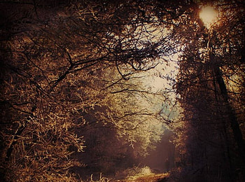 Mysterious Forest, eerie, filtered light, forest, art HD wallpaper