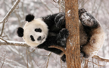 Panda, winter, animal, bear, snow, nature HD wallpaper