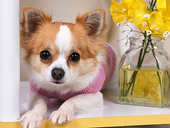 Cute chihuahua, dog, puppy, pet, chihuahua HD wallpaper