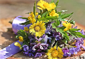 *, life, flower, nature, flowers, still HD wallpaper