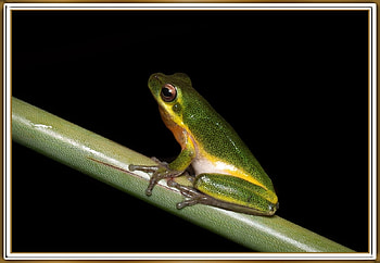 FRAMED FROG, NATURE, FROG, , FRAMED HD wallpaper
