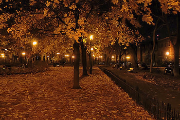Autumn Night, Lantern, Night, Autumn, Tree HD wallpaper
