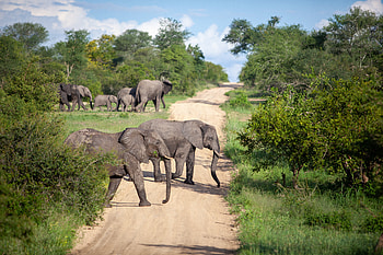 Animals, Savanna, Elephants, Road HD wallpaper
