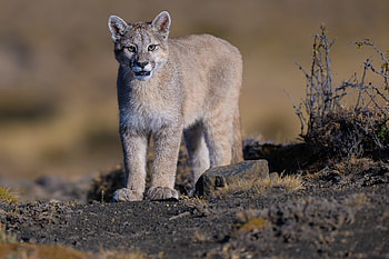 Animal, cougar HD wallpaper