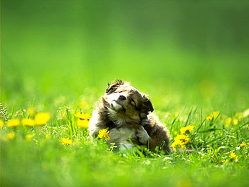 On forest, dog, puppy, flower, forest, play HD wallpaper