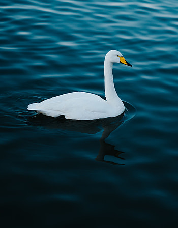 Animals, Water, Bird, Swan HD phone wallpaper