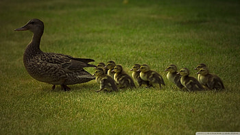 Best Mom HD wallpaper
