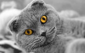 Cat, Animals, Muzzle, Thick, Fat, Briton HD wallpaper