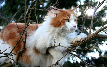 Animals, Wood, Cat, Lie, To Lie Down, Tree, Branches HD wallpaper