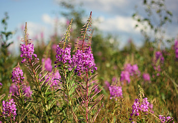 Flowers, Summer, Blur, Smooth, Polyana, Glade HD wallpaper