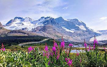 Glacier in Canada, national park, Canada, flowers, mountains, glacier HD wallpaper