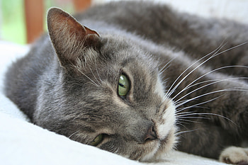 Animals, Cat, To Lie Down, Lie, Muzzle, Sight, Opinion, Dream, Sleep, Sleepy HD wallpaper