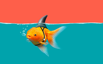 :D, pasti, shark, funny, fish, orange, blue, summer, fantasy, goldfish, water, vara HD wallpaper