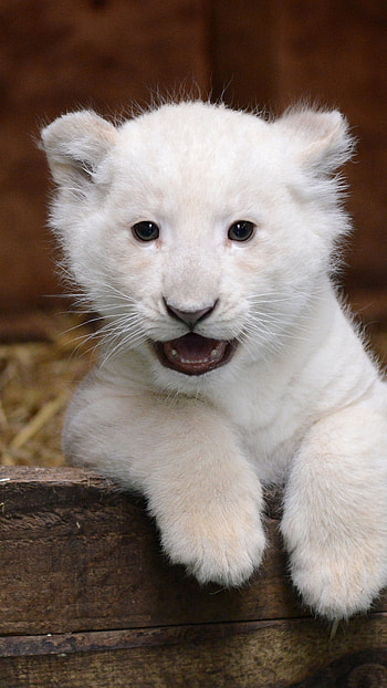 White Lion, Cub, lion cub HD phone wallpaper