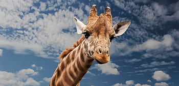 A close-up of a giraffe looking into the camera with a background of blue sky and clouds. HD wallpaper