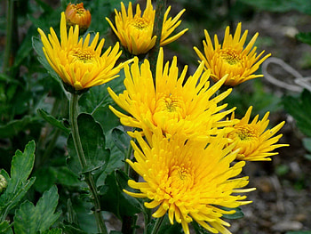 Flowers, Chrysanthemum, Close-Up HD wallpaper