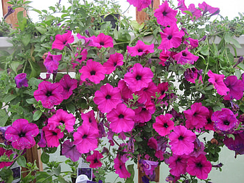 Flowers day at the greenhouse 47, basket, pink, graphy, green, Flowers, Petunias HD wallpaper