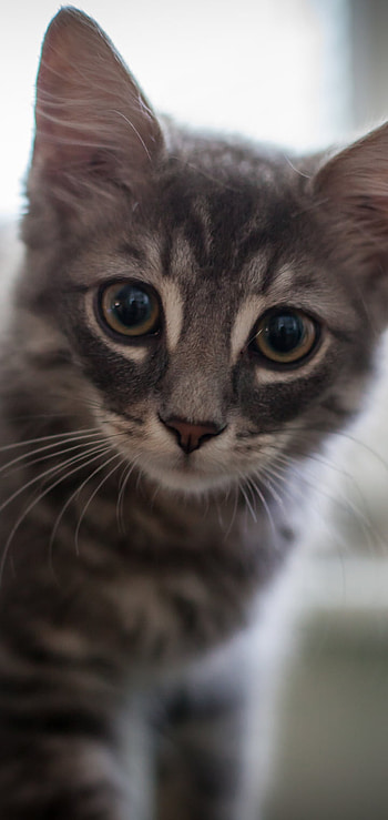 kitten, Animal, cat HD phone wallpaper