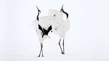 Japanese bird , Exotic avian species, Feathery delights, Oriental beauty HD wallpaper