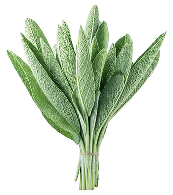 Varieties of sage, Herbal plant family, Popular culinary herb, Medicinal uses HD phone wallpaper