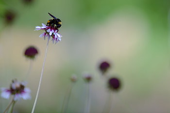 Flower, Macro, Insect, Bumblebee HD wallpaper