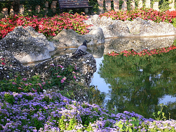 Pigeon in Love, fountain, garden, flowers, pigeon, spring HD wallpaper