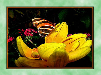 Sunny wings, sunny, black, brown, butterfly, yellow, flower, orange HD wallpaper