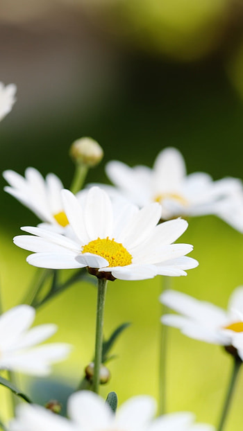 Flower, Summer Flower HD phone wallpaper