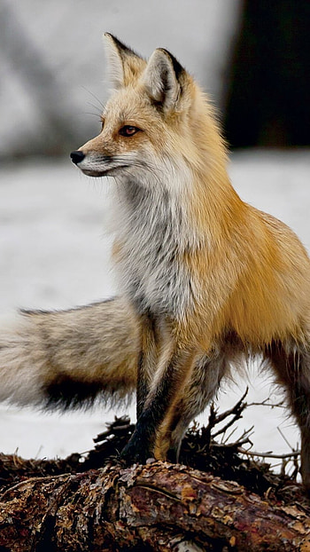 Fox, Cute, Animal HD phone wallpaper