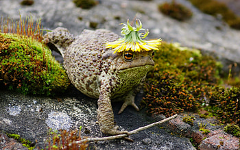 Macro animals, Mossy habitat, High-definition , Nature's artistry HD wallpaper