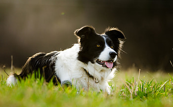 Collie's personality profile, Easy-to-care dog, Active lifestyle, Loving companion HD wallpaper